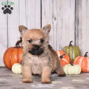 Ninja, Cairn Terrier Puppy